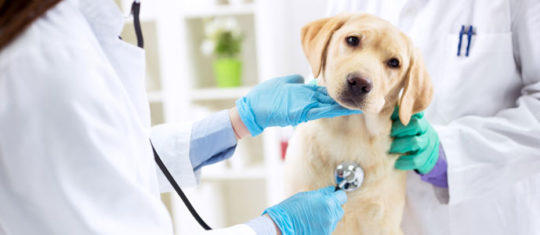 Devenir auxiliaire de santé animale