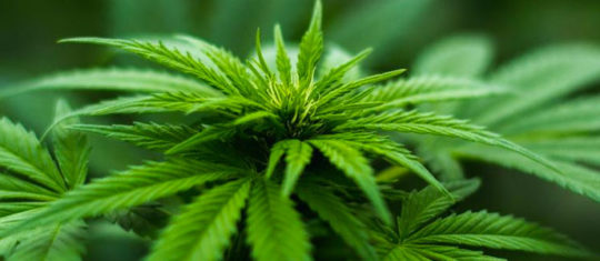 Propriétés thérapeutiques du CBD