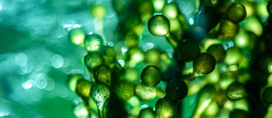 microalgues